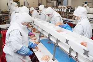 Picture of people on a food processing line